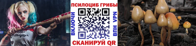цены   Шахунья  Галлюциногенные грибы Cubensis 